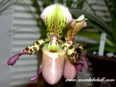 Paph Rodney Wilcox Jones.jpg